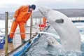 caters beluga whale dance 05 jpeg
