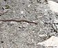 Animale sălbatice în Munții Retezat Sursa Parcul național Retezat (2) jpg