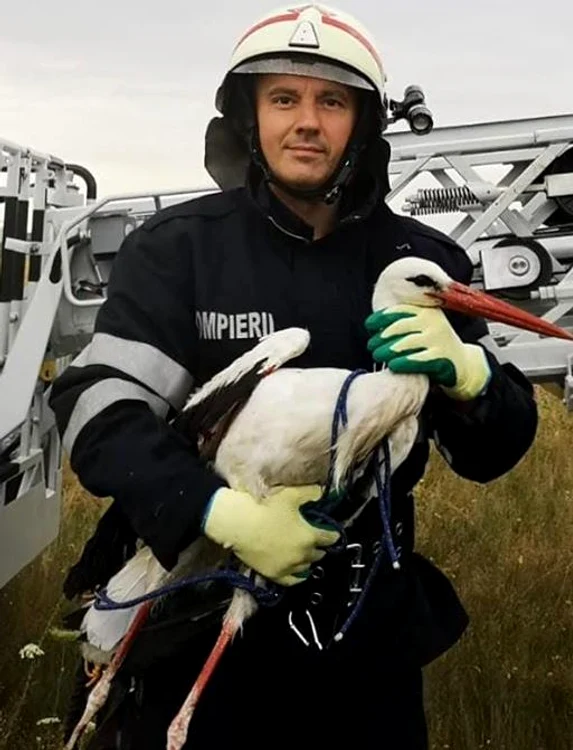 
    Pompierul Aurel a salvat barza care avea piciorul ruptFoto: Ministerul de Interne  