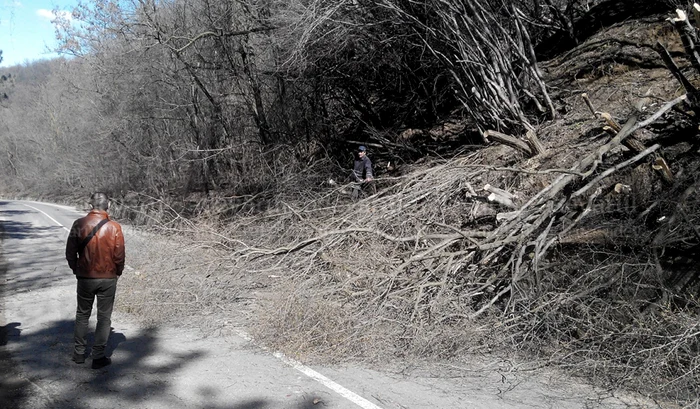 Mai mulţi copaci s-au înclinat spre şosea