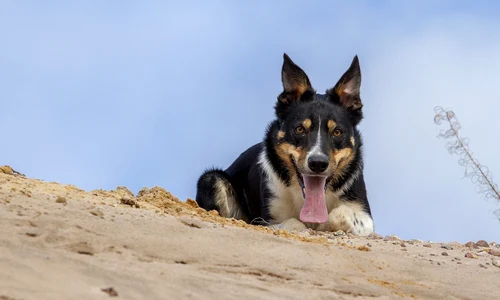 border collie 4913691 1280 jpg