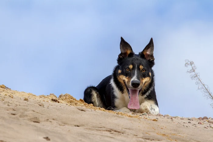 De ce câinilor le place să ascundă lucruri / foto: Pixabay