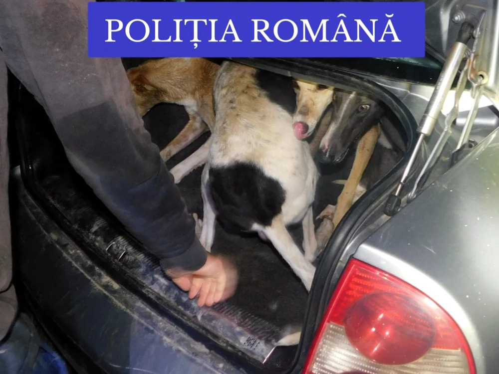 În maşina bărbaţilor acuzaţi de braconaj au fost găsiţi mai mulţi câini de vânătoare