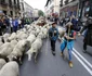Sărbătoarea Transhumanței Madrid 23 octombrie 2022 Foto EPA EFE