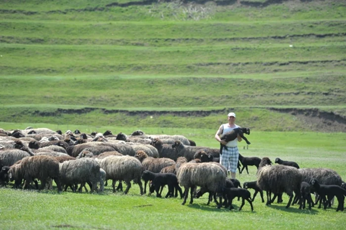 Carnea de miel costă aproximativ 11 lei pe kilogram Foto: Adevărul