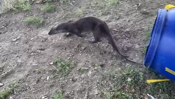 Vidra a fost eliberată în mediul ei natural FOTO: captura video