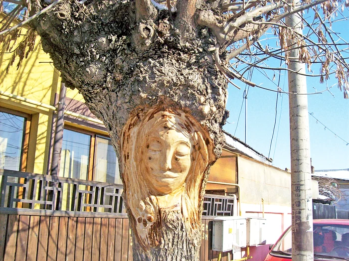 Bărbatul lucrează  câteva zile la “modelarea” unui copac