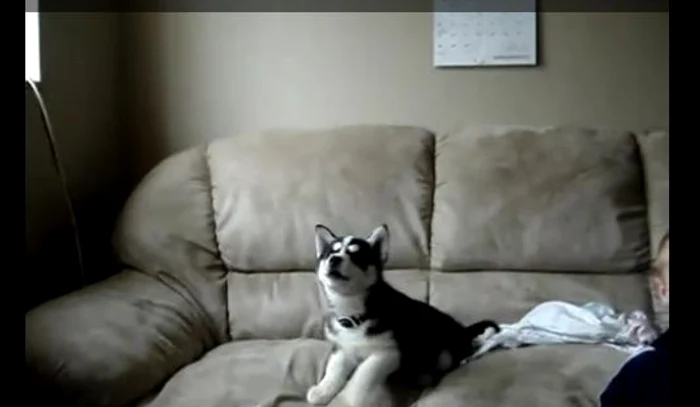 Pui de Husky