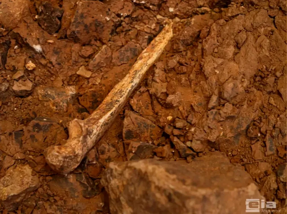 Cotul unui individ adult Homo antecessor (© Maria D. Guillén / IPHES-CERCA)