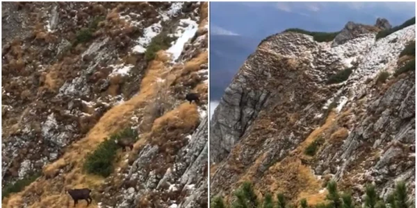 Captre negre in Bucegi 