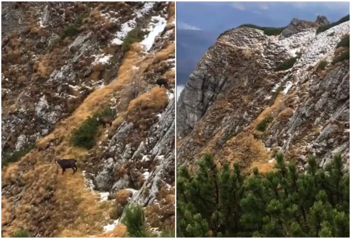 Captre negre in Bucegi 