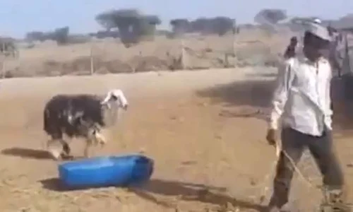 capra se razbuna jpeg