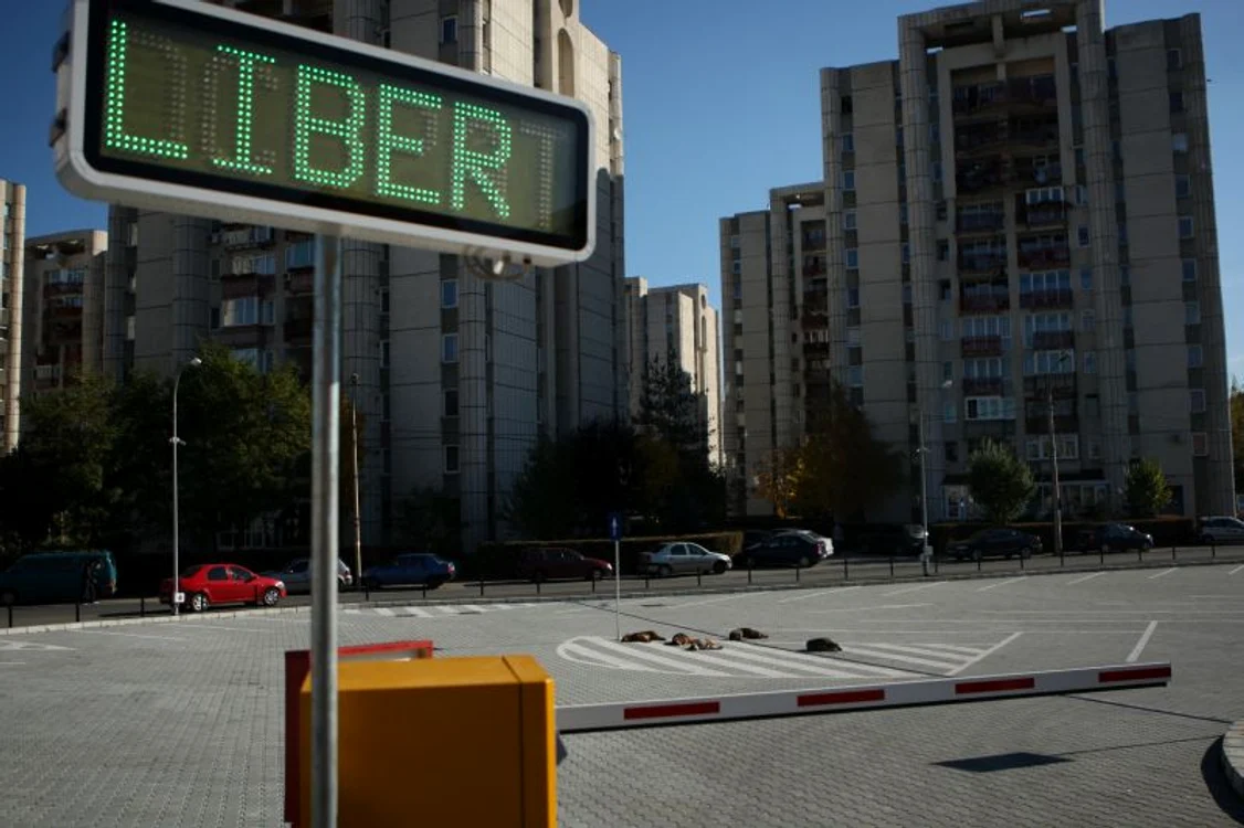 Platforma de la Rectorat, „parcare“ pentru câini. Foto: Stelian  Grăjdan