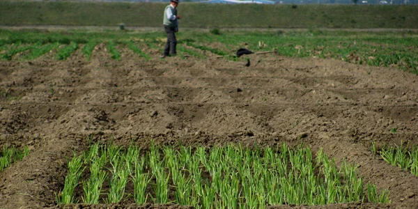 Legumicultorii au avut prea puţine răsaduri de plantat în câmp.