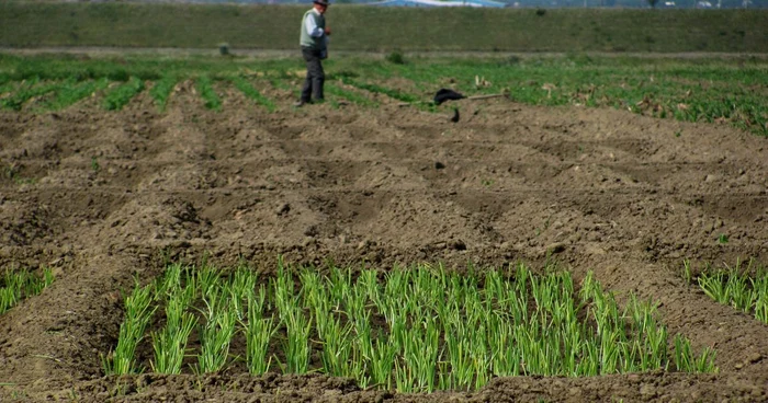 Legumicultorii au avut prea puţine răsaduri de plantat în câmp.