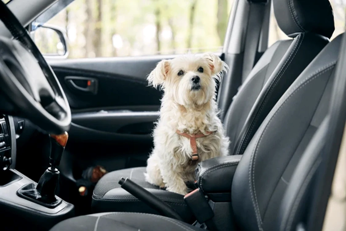 Animalele de companie nu pot sta pe scaunul pasagerului din dreapta
