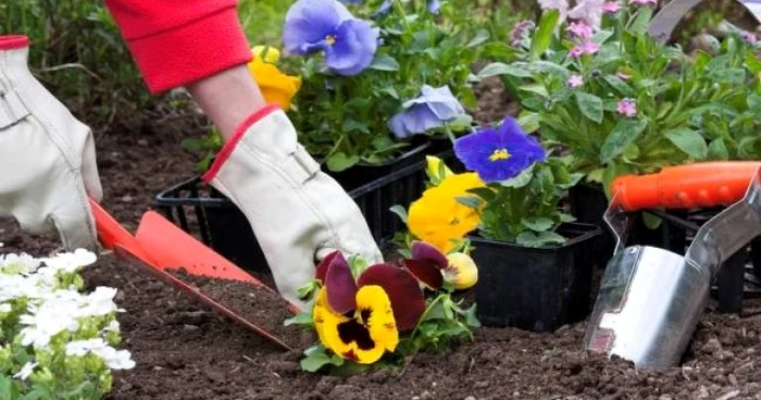 
    Angajații de la ADP Sector 1 cresc plante care să înfrumusețeze străzileFoto: Primăria Sectorului 1  