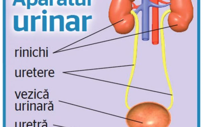 Aparat urinar