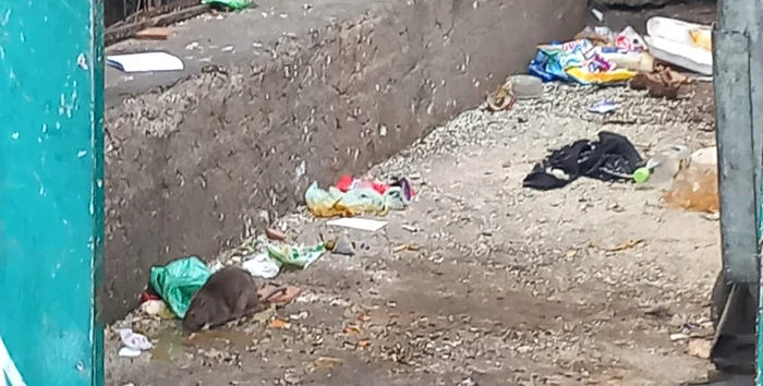 Șobolanii sunt stăpânii platformelor de gunoi FOTO Radio România Brașov FM