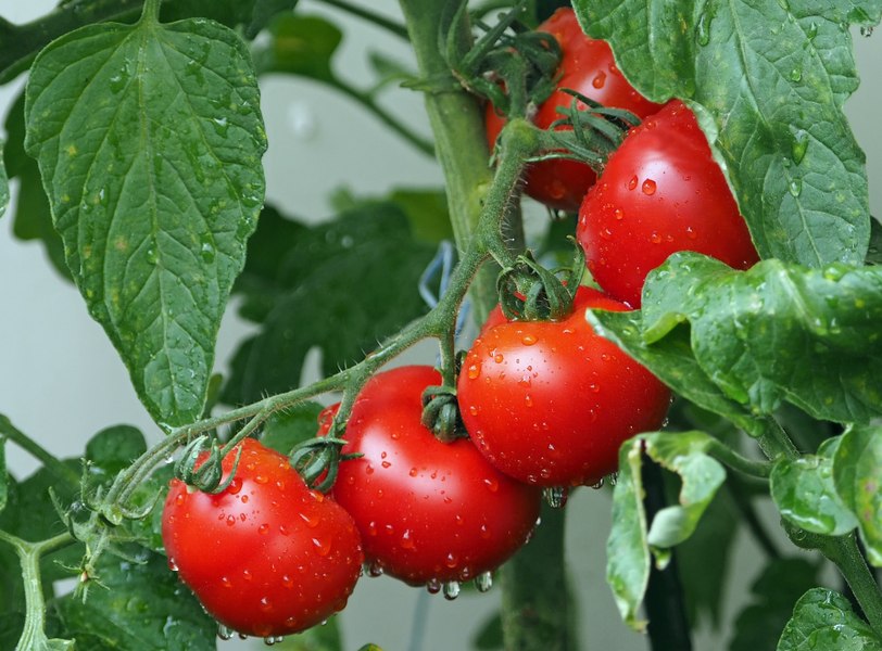 Termenul de valorificare a producţiei pentru fermierii înscrişi în Programul Tomata, prelungit
