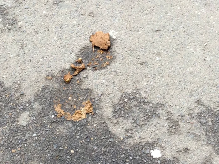 George Natsis a publicat mai multe fotografii similare făcute pe bulevardul Calea Moșilor