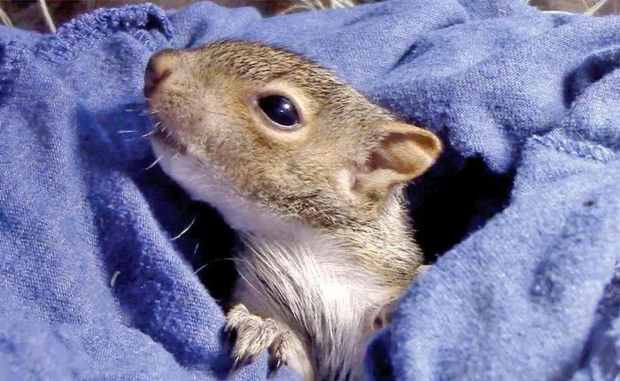 
    Jacob Lewis Dwod din Florida a fost salvatorul puiului de veveriţăFoto: Profimedia  