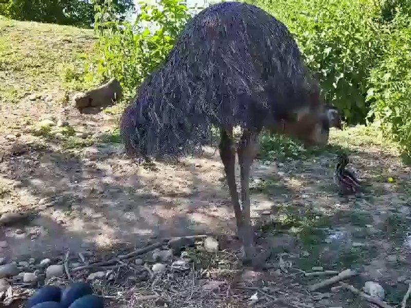 Vedeta unei loc magic din România. „Baby Emu”, a doua pasăre înaltă din lume FOTO VIDEO 