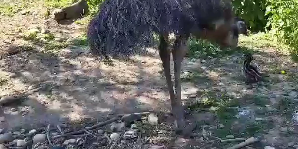 EMU 3 mp4 thumbnail png