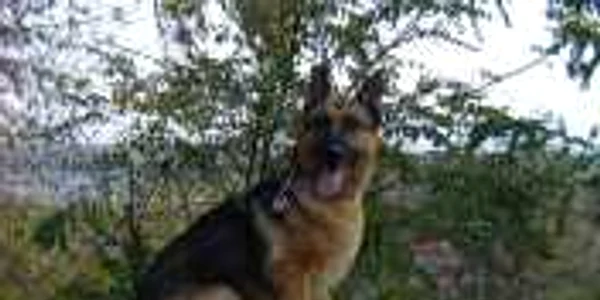 Minorul a fost găsit cu ajutorul unui câine poliţist. Foto arhivă