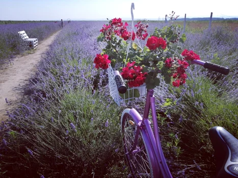 lanul cu lavanda vrancea