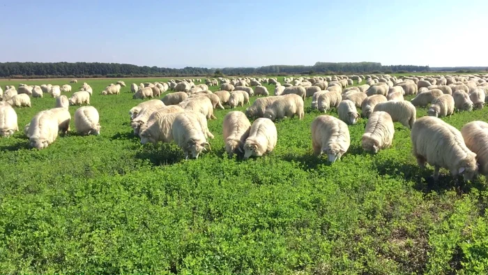 
    O turmă de oi în vis prevestește prosperitateSursa foto: Click.ro  
