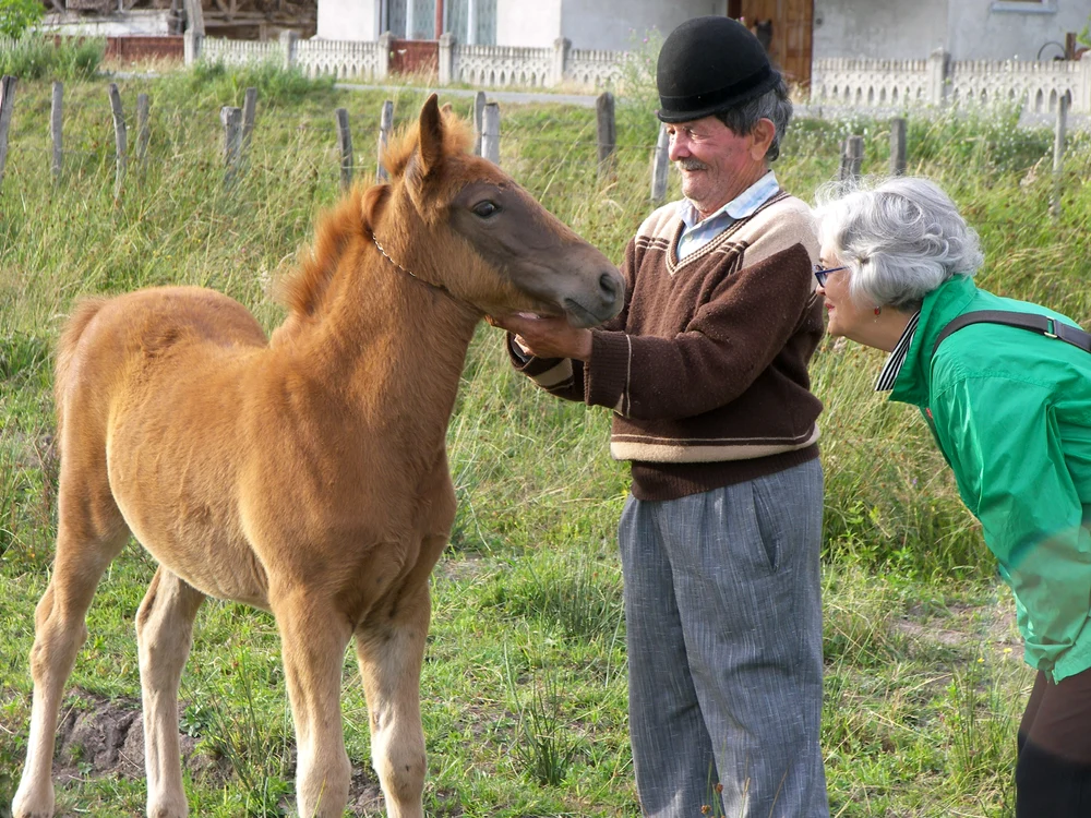 Terapie asistată de cai jpeg