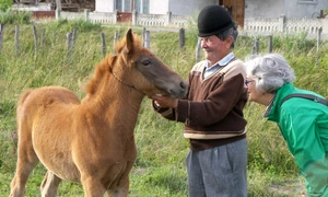 Terapie asistată de cai jpeg