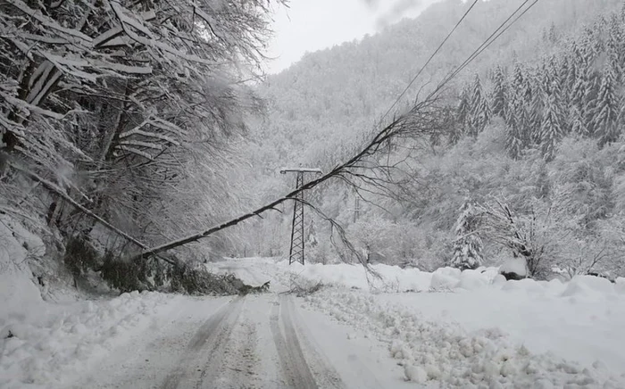 copaci prabusiti la rausor foto salvamont hunedoara