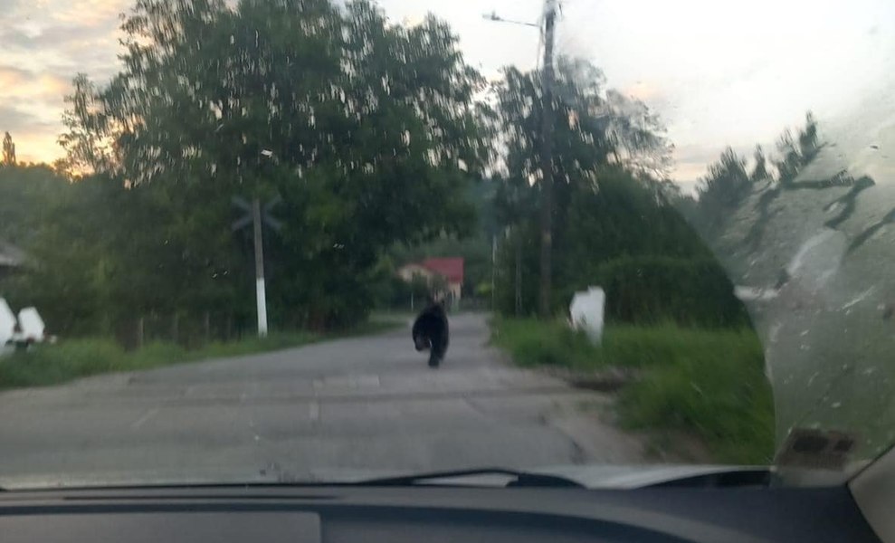 Se întețesc alertele. Doi urși, zăriți lângă Pucioasa și în Stațiunea Pomicolă Voinești