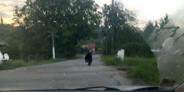 În Brănești și Voinești au fost zăriți doi urși. FOTO Implica-te pentru Branesti, Dambovita
