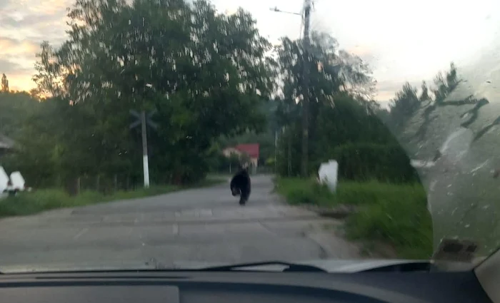 În Brănești și Voinești au fost zăriți doi urși. SURSA Implica-te pentru Branesti, Dambovita