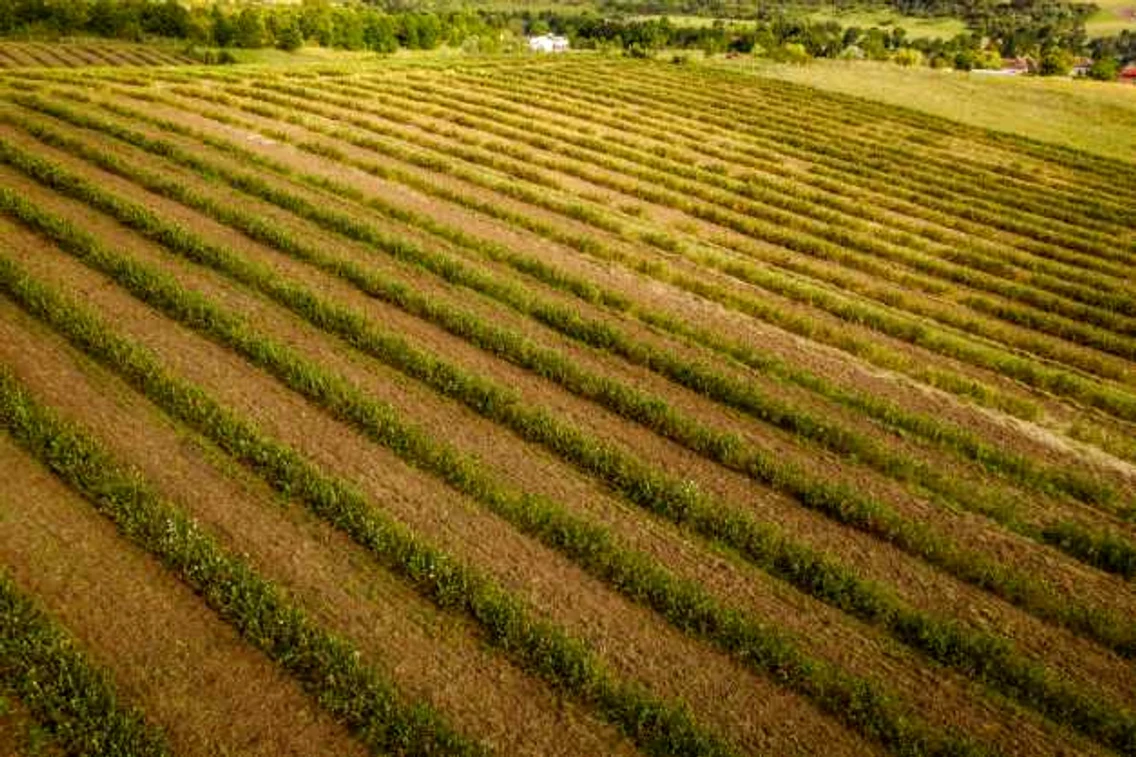 Cea mai mare plantaţie de aronia din România se află în judeţul Timiş