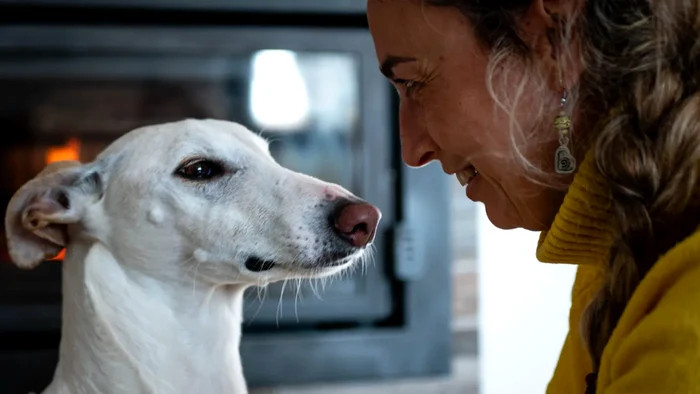 Câinii nu mint: care este reacția lor când simt o persoană rea?