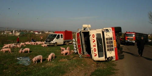 tir porci