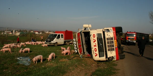 tir porci