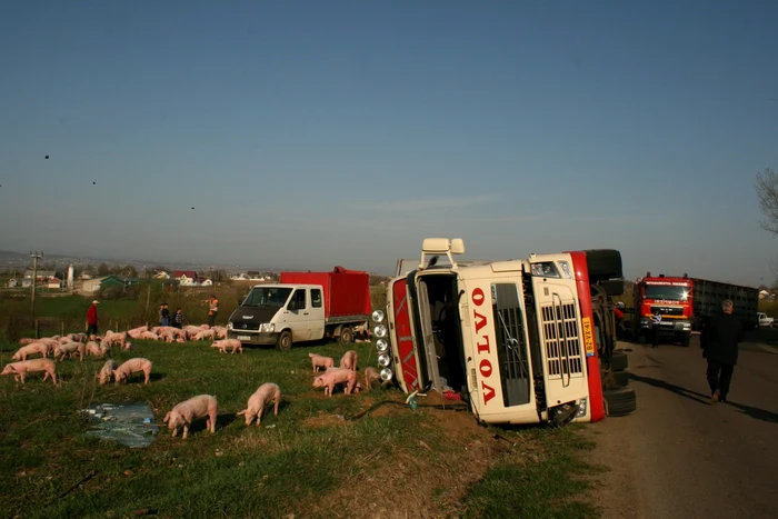 Tirul cu porci s-a răsturnat la doar trei kilometri de destinaţie.                Foto: Sandrinio Neagu