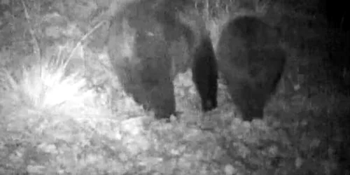 ursi noaptea retezat