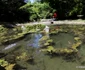 Parcul dendrologic Simeria Foto Daniel Guță ADEVĂRUL (38) JPG