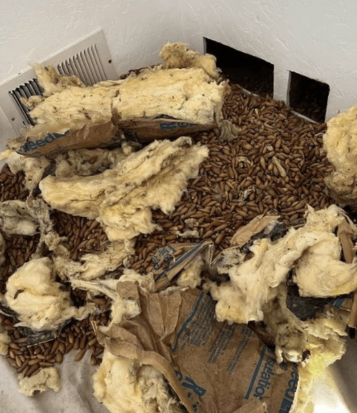 Descoperirea uluitoare făcută în pereții unei case distruse de o ciocănitoare