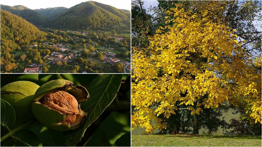 Nucile de Sibișel, fructele exportate în Europa din ținutul dacilor. Aveau prețul stabilit la bursa din Viena