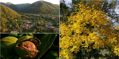 Nuci de Sibișel Wikipedia Adevărul jpg