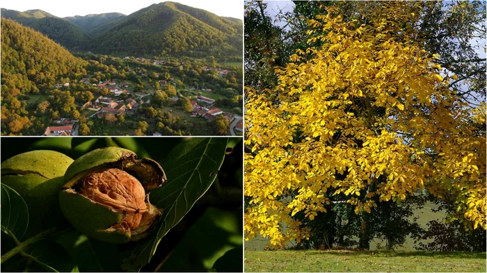 Sibișel, ținutul nucilor. Foto: Daniel Guță, Adevărul / Wikipedia.
