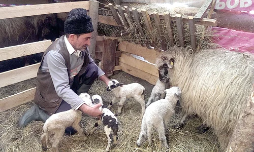 sibiu miei  jpeg