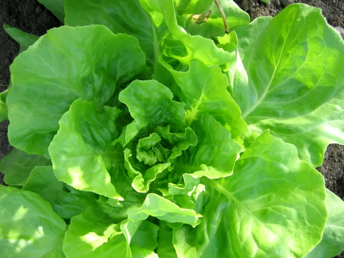 Ce legume poţi planta în locuri umbroase salata verde